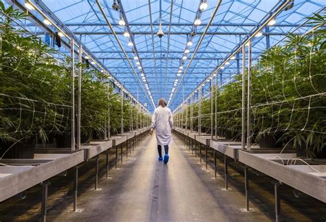 rfid readers for marijuana industry|RFID For Cannabis Operations .